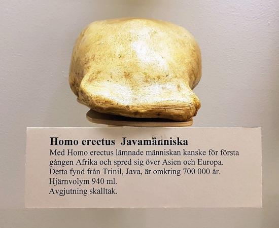Homo erectus Java man skull