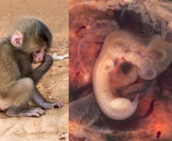 Young chimpanzee. On Right - Human Embryo. Source: Left, Public Domain; Right, CC BY-SA 2.0.