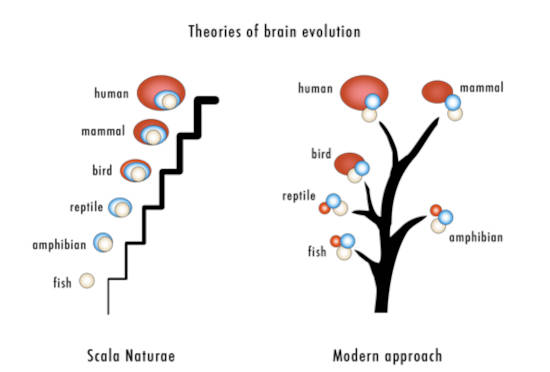 Infographic on old and new theories of brain development.