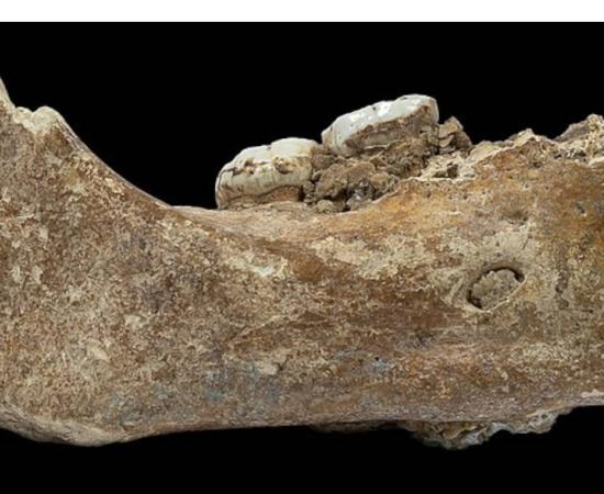 Piece of Denisovan jawbone with two attached molars, recovered from Baishiya Karst Cave on Tibetan Plateau.