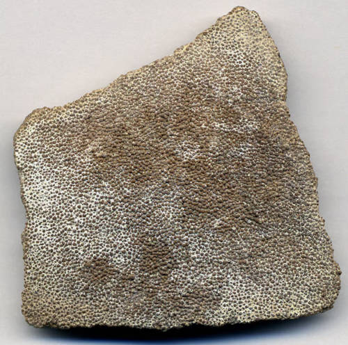 Fossilized dinosaur eggshell fragment