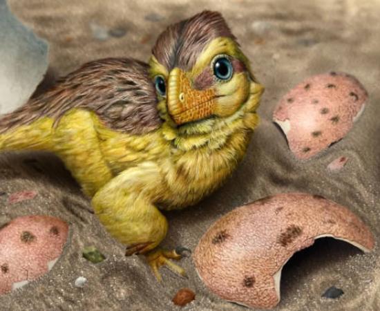 Artistic reconstruction of a newly hatched troodontid-like dinosaur resting among fragments of its eggshell 