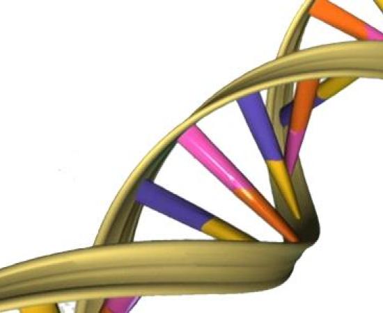DNA Mutation Rate