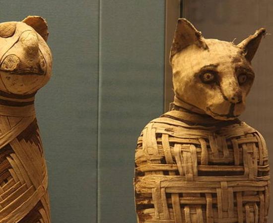 Examples of Egyptian animal mummies in the British museum. The experts don’t know if the mummified animal found in Turkey is a cat, other animal, or a hoax.