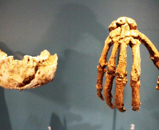 The jaw and right hand of a Homo naledi at the Natural History Museum in London, England.