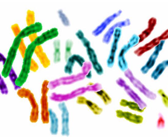 Gene for Aging