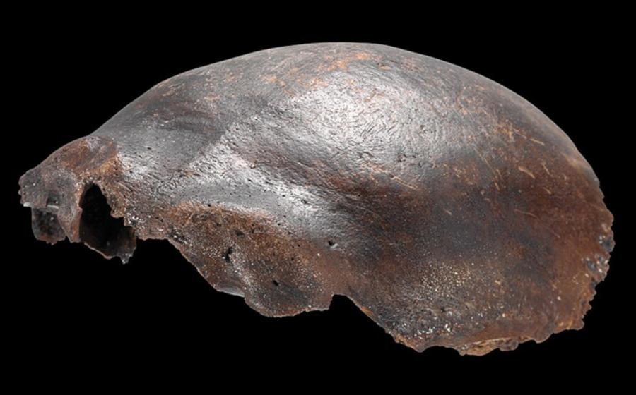 Side view of the Hahnöfersand frontal bone.