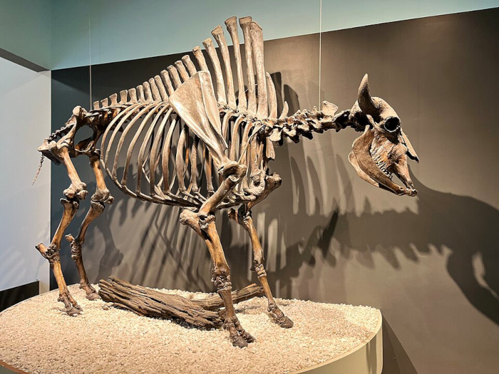 Skeleton of Bison antiquus
