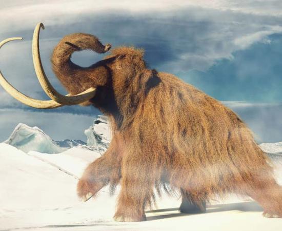The idea of the woolly mammoth hybrid is based not on ancient DNA cloning but on reverse engineering living Asian elephant DNA and then growing the embryo in an artificial womb. No one knows for sure what the mammoth hybrid will look like, but many of the features of this ancient extinct species will be recreated no doubt. 		Source: dottedyeti / Adobe Stock