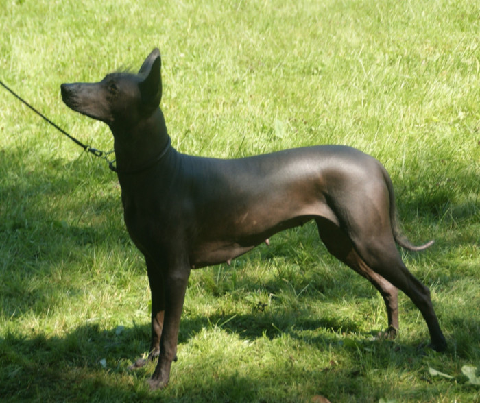 A Xoloitzcuintli, the ancient Mexican hairless dog breed