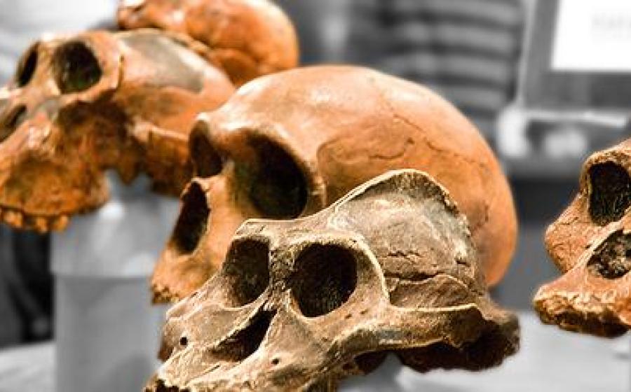 Million year human ancestors
