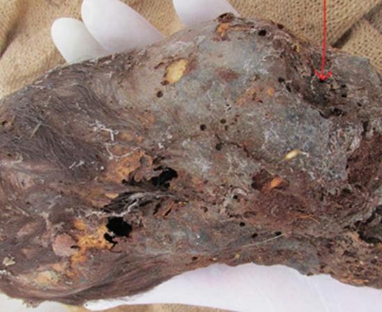 Mummified Head of Newborn Baby with Extremely Elongated Skull Found in Peru