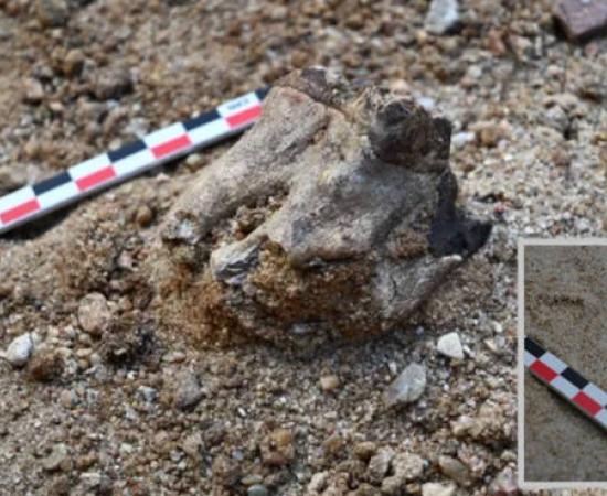 Animal bone at the site, with inset flint tool.