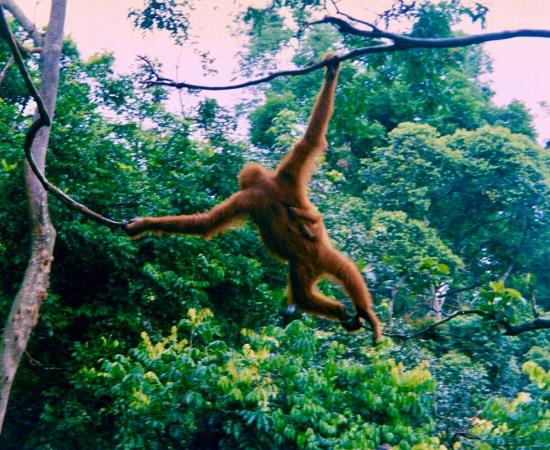 Orangutan and infant swinging from a tree in Sumatra, 1990s.