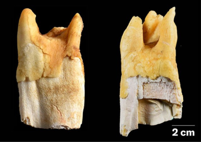 Modern rhino teeth