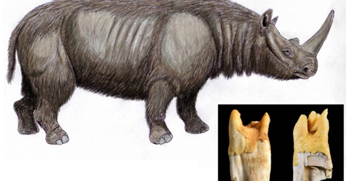 Illustration of the prehistoric narrow-nosed rhinoceros (Stephanorhinus hemitoechus), a species whose teeth were used as tools by Neanderthals.  