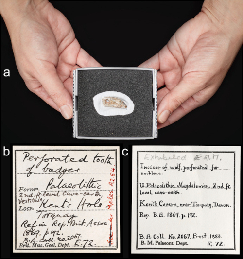 erforated seal tooth from Kents Cavern, Devon 