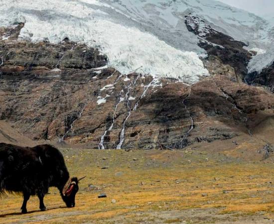 A yak grazes in the meadows under a breath-taking glacier in the Himalayas. Source: helivideo / Adobe Stock