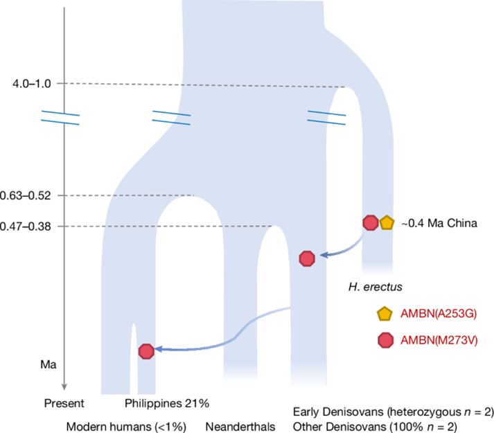 Possible model of gene flow related to AMBN(M273V) among Homo erectus associated with Zhoukoudian, Hexian and Sunjiadong, Denisovans and modern humans.