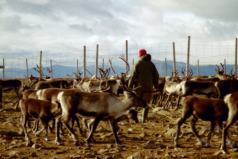 Reindeer herding offers a modern visual parallel for the animals that drew Late Upper Palaeolithic hunters northward.